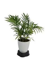 Parlor Palm (Chamaedorea elegans)