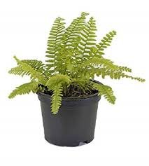 Boston Fern