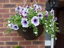 Petunias